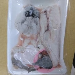 (3D凍結)てっさ可　トラフグミガキ(原型900g)