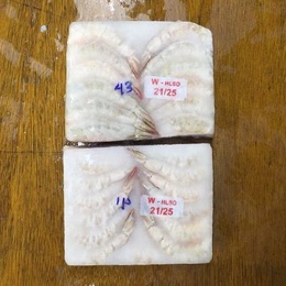天然ホワイトエビ21/25