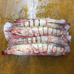 天然有頭シータイガー9尾