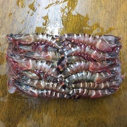 天然有頭シータイガー45尾